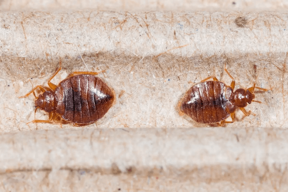 Bed bugs
