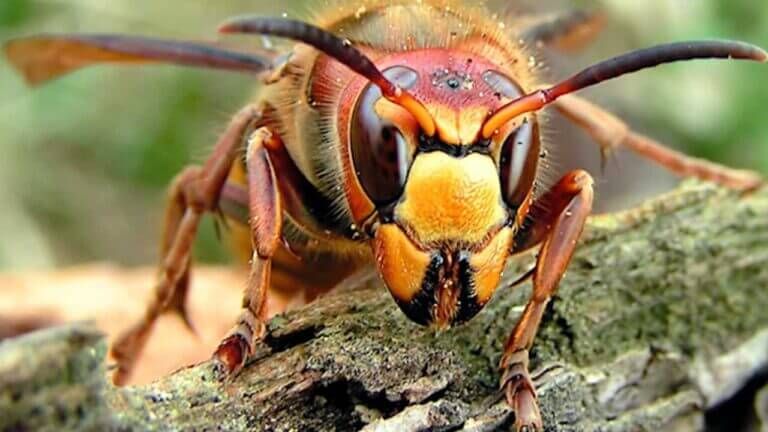 Bees