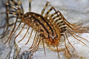 Centipedes
