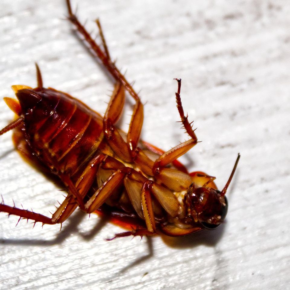 Contact Prevent Pest Management