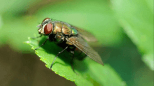 Flies