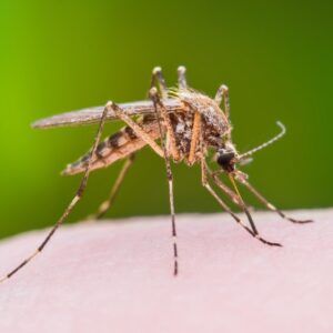 Mosquitos