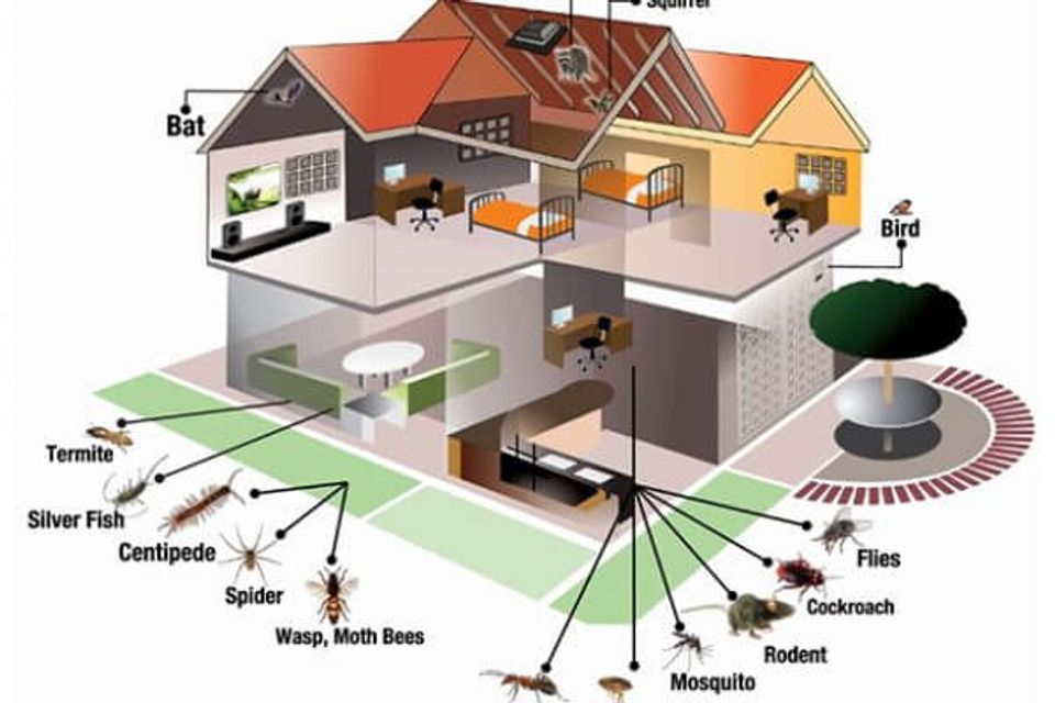 Pest control consultation