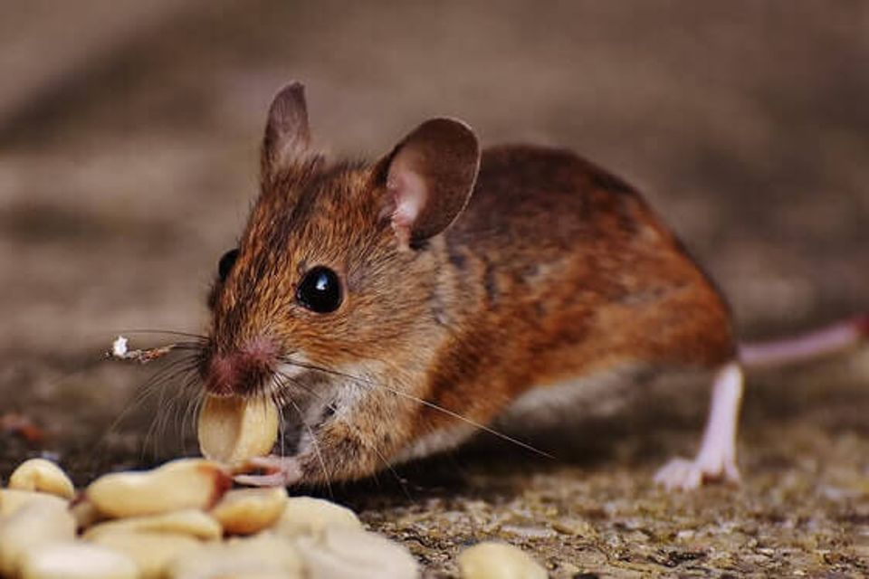 Rodents