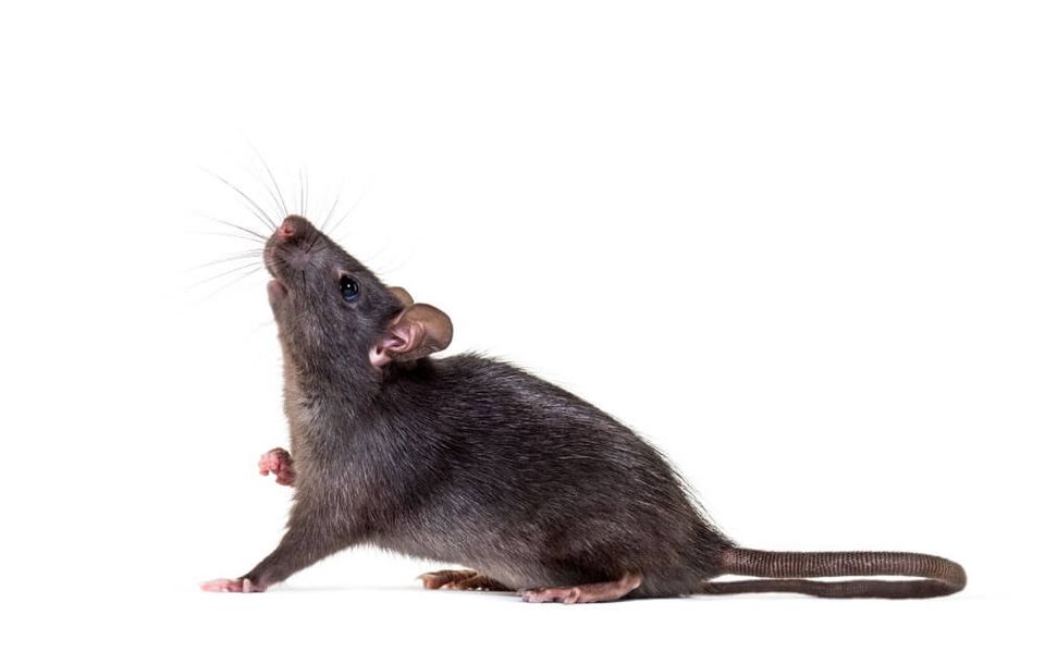 Rodents