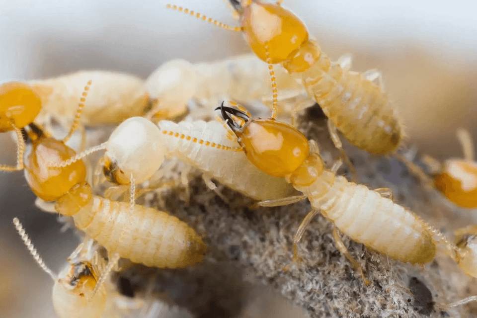 Termite control