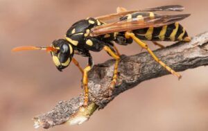 Wasps